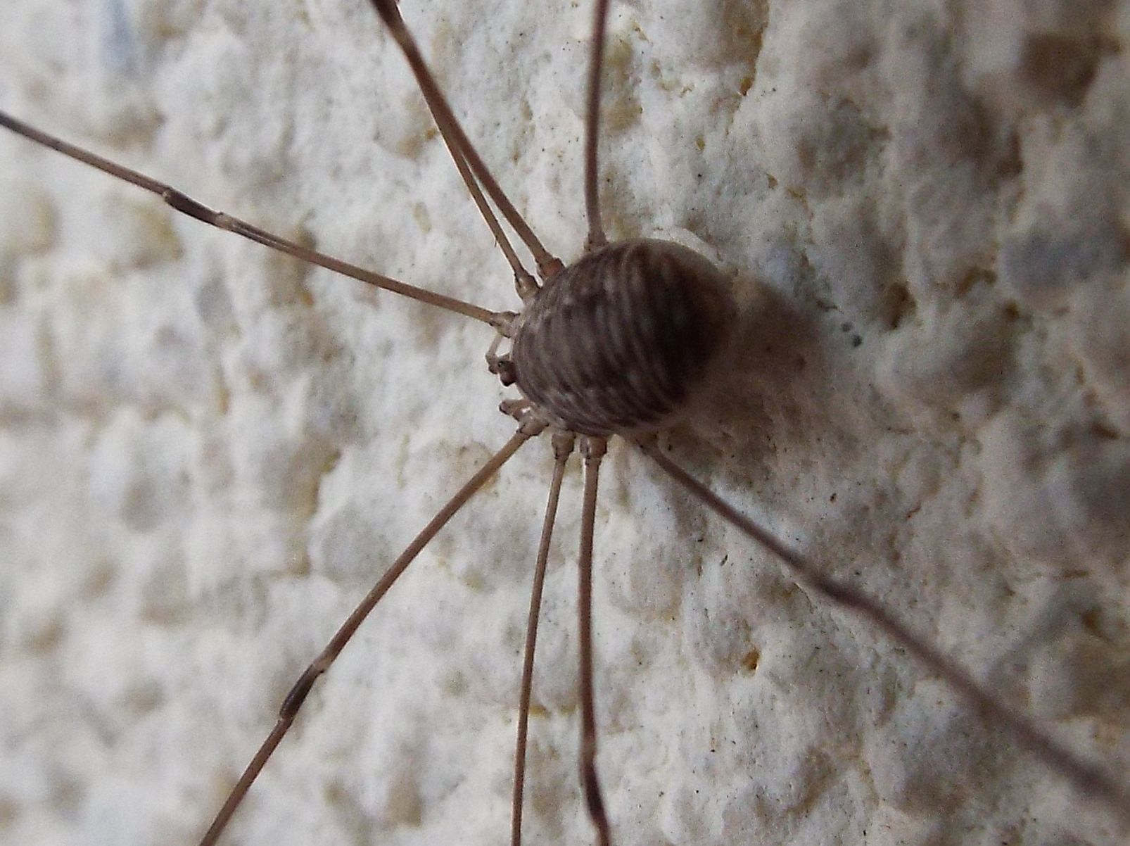 Leiobunum cf. limbatum